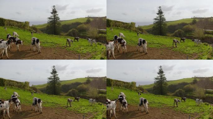 一些刚出生的小牛和母牛在一片绿油油的牧场上相遇，背景是田野，阳光明媚的一天