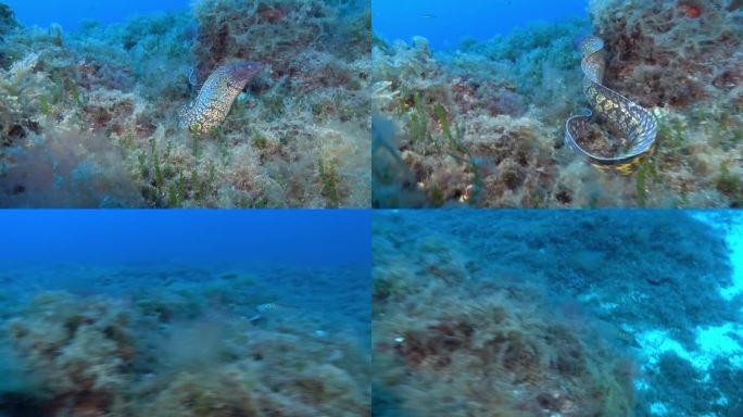 海鳗游离摄像机——水下野生动物
