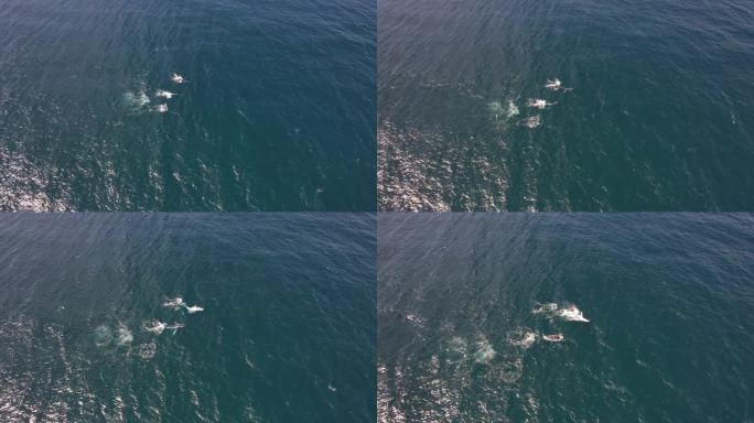 座头鲸在澳大利亚新南威尔士州卡巴里塔海滩浮出水面和呼吸的鸟瞰图。