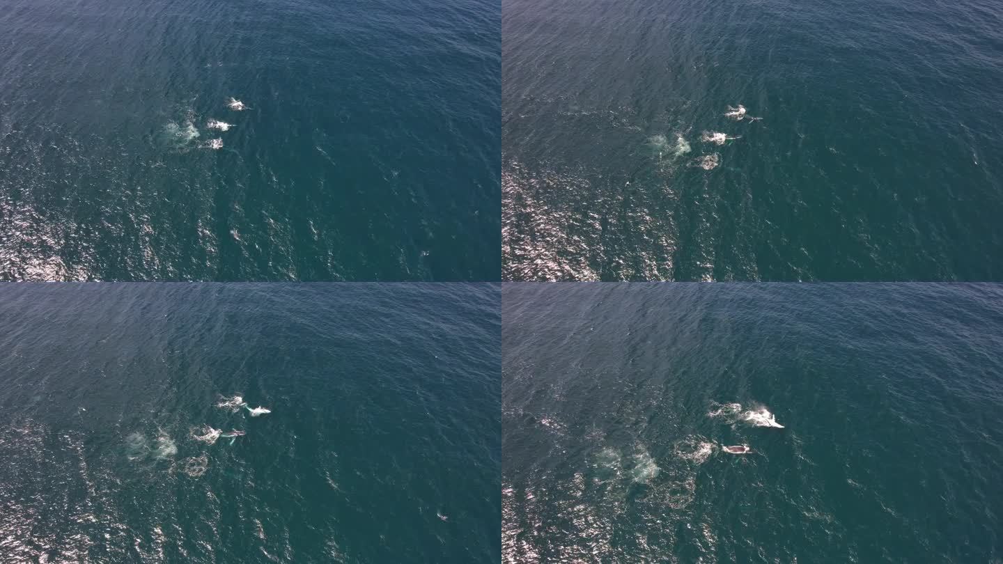 座头鲸在澳大利亚新南威尔士州卡巴里塔海滩浮出水面和呼吸的鸟瞰图。