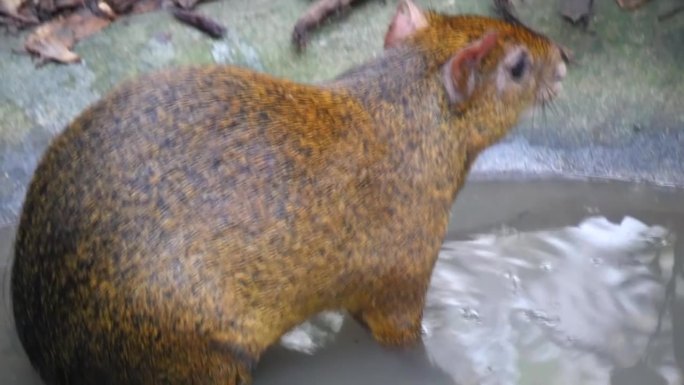 阿扎拉的阿古提鼠。阿扎拉刺鼠是刺鼠科刺鼠的一种。产于巴西、巴拉圭和阿根廷