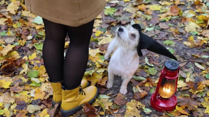 一个女孩拿着红灯笼和一只狗站在秋天的公园里。戴着黑女巫帽子的杰克罗素梗。在户外训练宠物的命令。万圣节