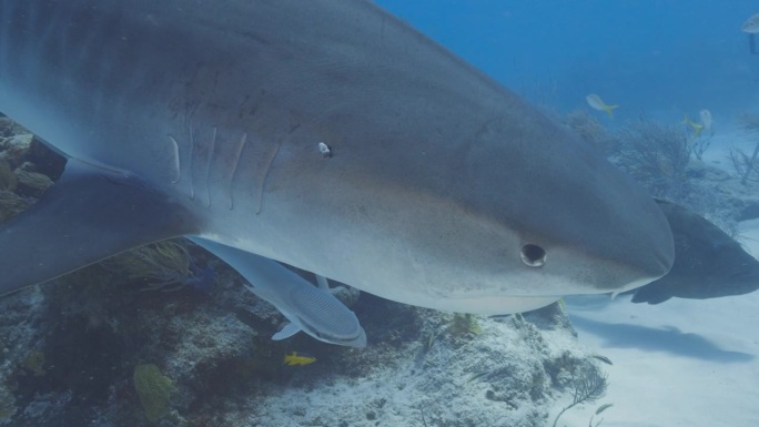 虎鲨游到潜水员身边抚摸和爱抚