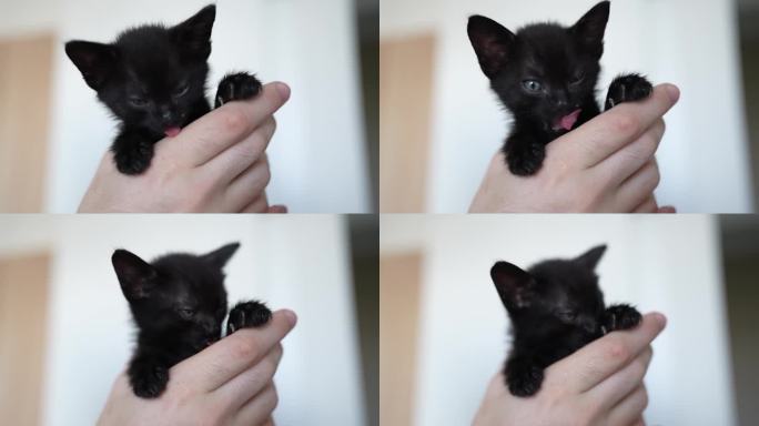 可爱的黑色小猫肖像睡在主人的肚子上。小宠物纯爱理念。小猫天真的小动物家养宠物。爱护收养动物收容所。