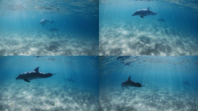 巴哈马群岛透明的海洋和海豚。瓶鼻海豚在水下玩耍