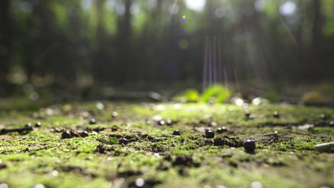 阳光照耀在青苔上森林晨光