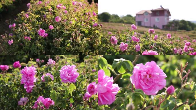 土耳其玫瑰种植园