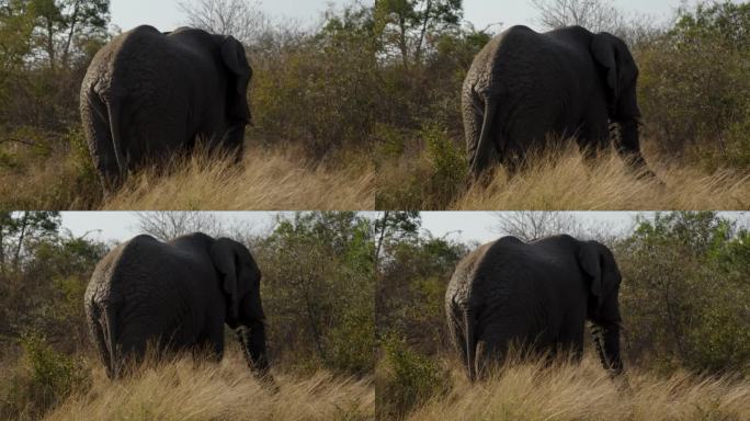 在南非的克鲁格国家公园里，一头长着獠牙的非洲公象正在离开热带草原