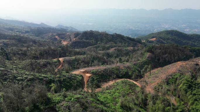 重庆缙云山山火一年后，森林生态逐渐恢复