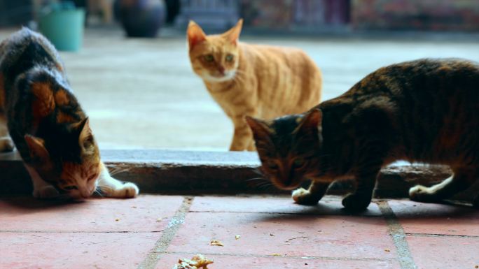 猫家猫喂猫自家猫门口喂猫