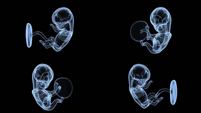 全息透视胚胎素材带通道