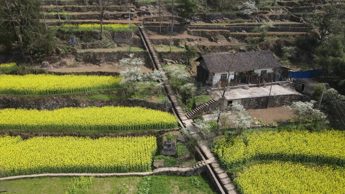 油菜花 田野