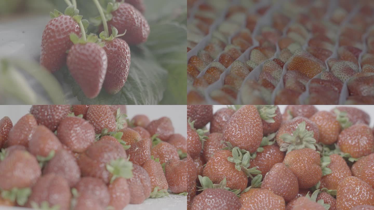 唯美草莓