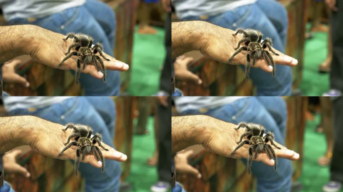 在泰国曼谷的昆虫展览中，一个人徒手处理狼蛛的特写。