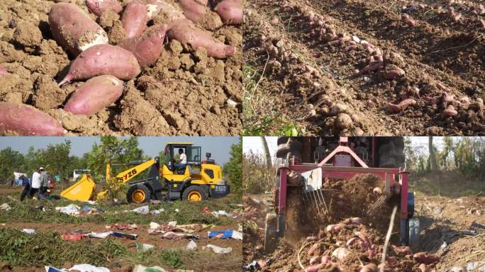 6300亩红薯迎丰收 亩产达7000左右