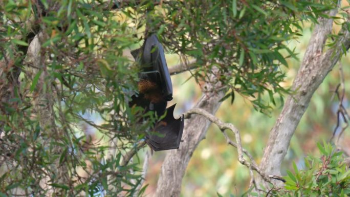 栖息的狐蝠在白天舔着挂在树上的翅膀
