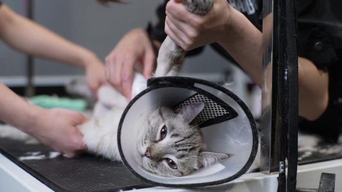 特写:无法辨认的女美容师为可爱的家猫剪毛，猫脖子上戴着保护兽医的项圈。爱心宠物主人协助