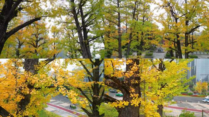 秋天城市里的银杏树黄了 银杏叶黄了