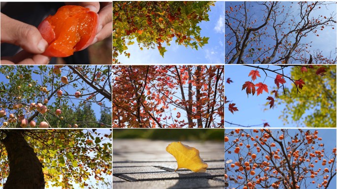 秋天风景红叶柿子苹果果实累累色彩斑斓丰收