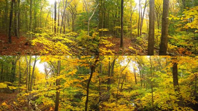 徒步穿越秋季林间空地的侧视图