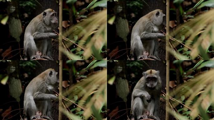 新加坡长尾猕猴科生物分类