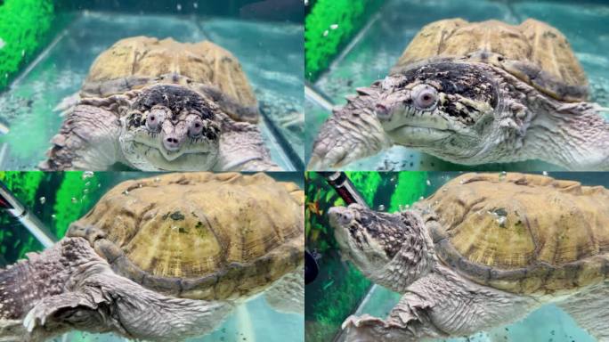 一只凯门龟在水里游泳