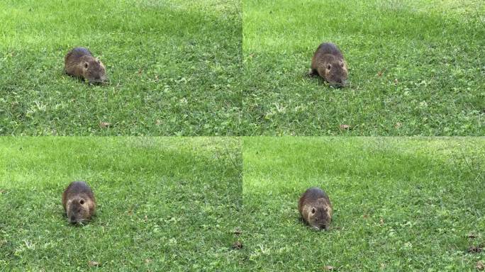 河狸鼠在草地上的肖像