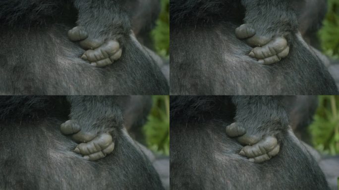 布温迪山地大猩猩手，非洲。特写镜头