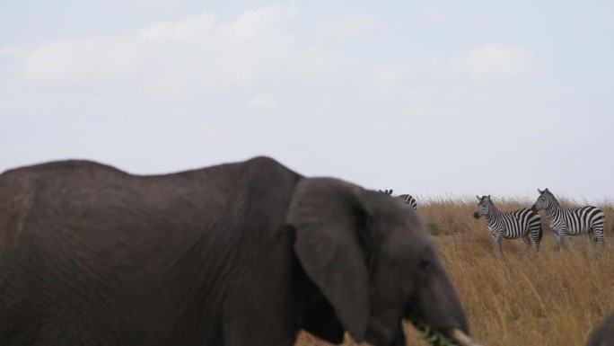 一群斑马在马赛马拉国家保护区的草原上吃草