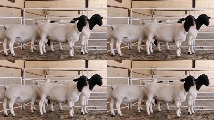 在RSA公开拍卖场外的猪圈里，黑头杜珀羊