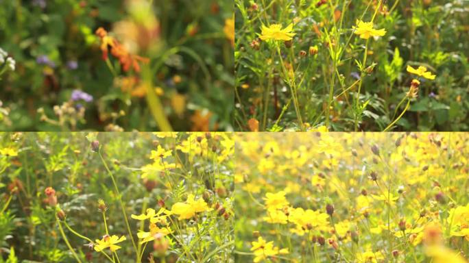 秋天黄秋英菊花蝴蝶阳光逆光氛围感径山花海