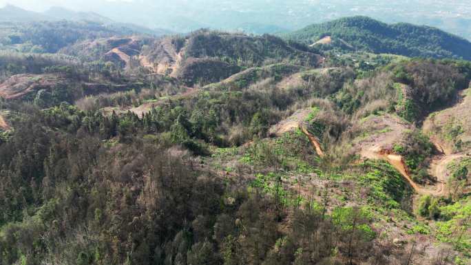 重庆缙云山山火一年后，森林生态逐渐恢复