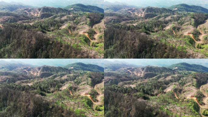 重庆缙云山山火一年后，森林生态逐渐恢复