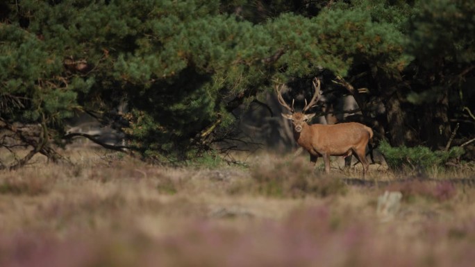 在森林的空地上，一只雄性大马鹿的中景镜头，他的后宫母鹿小跑而过