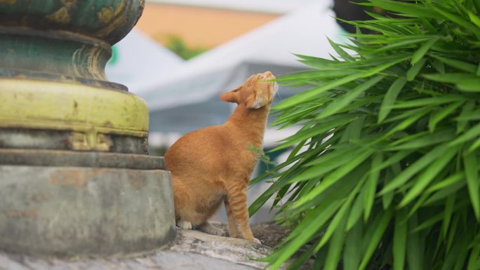 佛寺里的猫灵性安静灵感