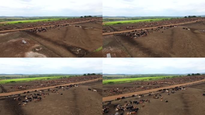 养牛场鸟瞰图，展示了养牛设施的组织和高效运作。