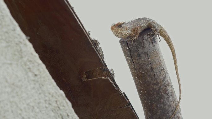 一只印度花园蜥蜴栖息在一根木杆的边缘，等待狩猎