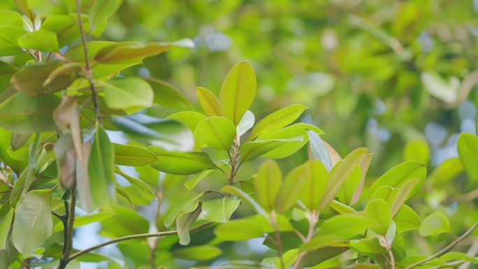 广玉兰是一种开花植物。有新鲜绿叶的树枝。常绿木兰叶。有选择性的重点。