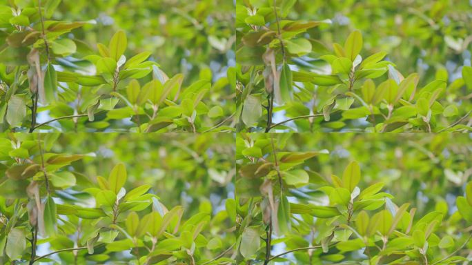 广玉兰是一种开花植物。有新鲜绿叶的树枝。常绿木兰叶。有选择性的重点。