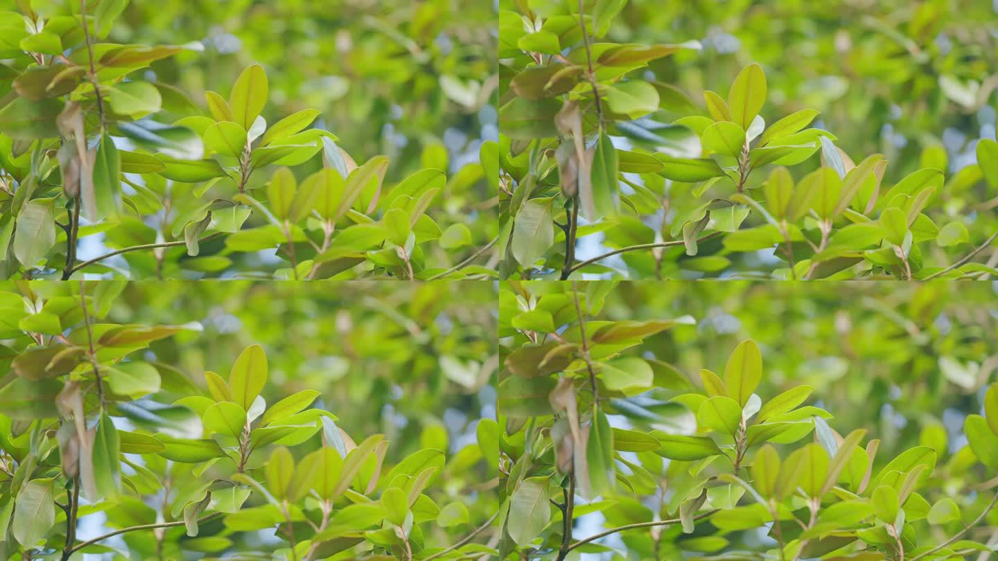 广玉兰是一种开花植物。有新鲜绿叶的树枝。常绿木兰叶。有选择性的重点。