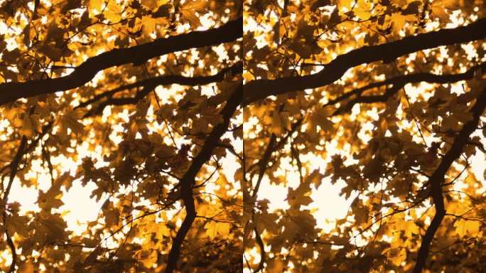金秋的背景垂枝叶竖屏深秋金秋金色生态自然