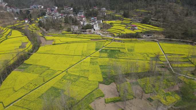 油菜花 田野