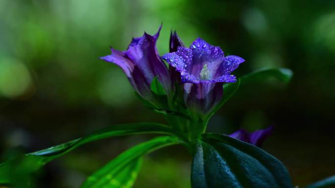 深山绿植小野花