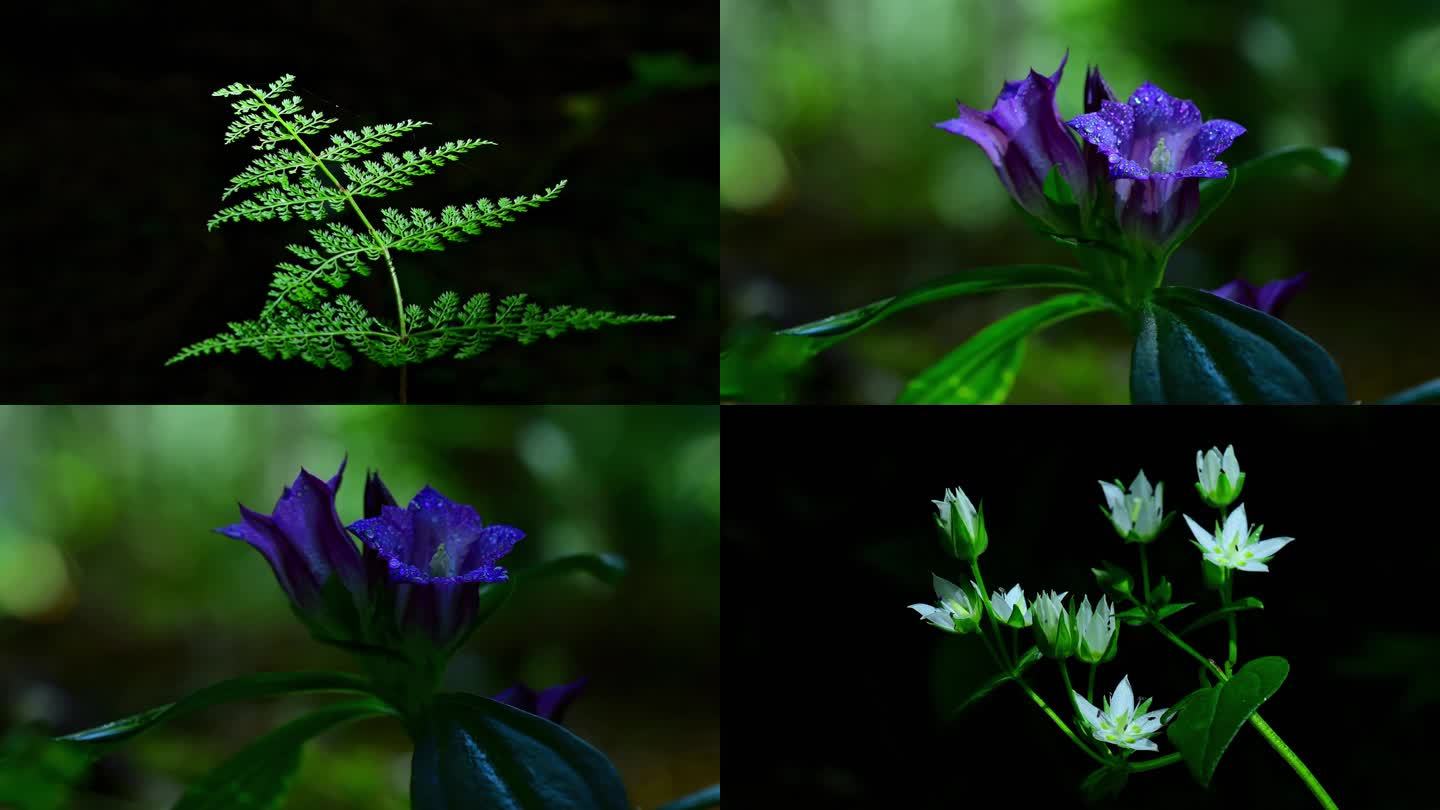 深山绿植小野花