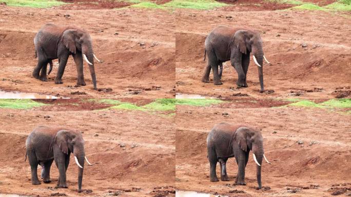 非洲大草原象——行走的公象突然停在肯尼亚的水坑旁。宽