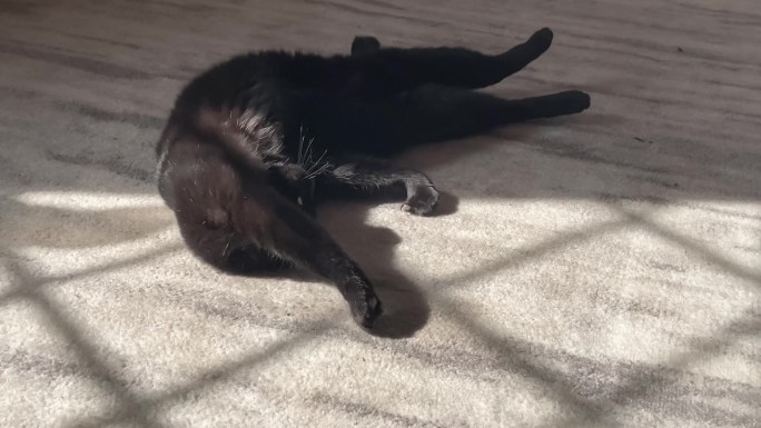 房间里的黑猫，阳光透过窗户暖暖的。可爱的宠物在家里。春天的时间