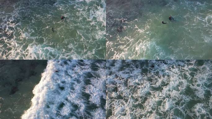 在澳大利亚昆士兰的海滩上，小海豹在泡沫般的海浪中嬉戏