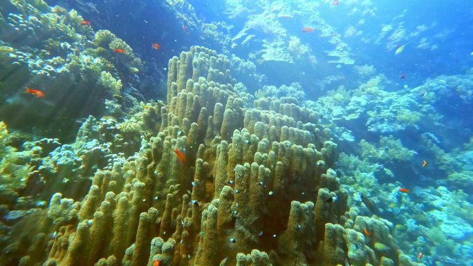 小型热带鱼在水下的柱状珊瑚中游动