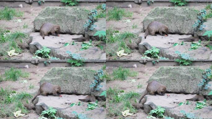 带状猫鼬(Mungos mungo)在动物公园的围栏内玩食物和挖洞