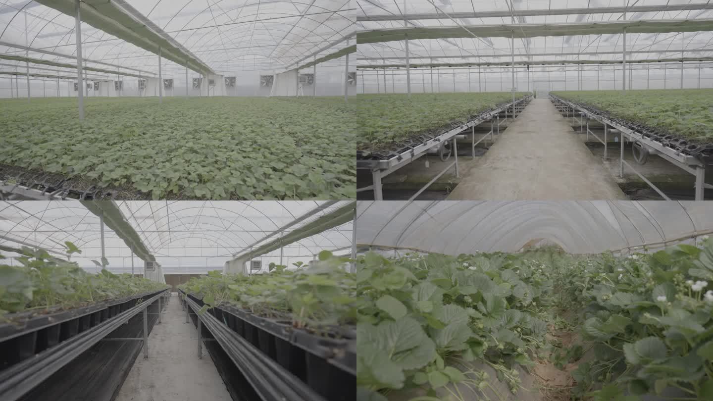 草莓高标准草育苗温室栽培浇水